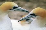 gannet_p5822doc.jpg