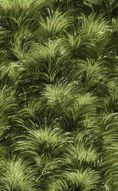 Tussock green.